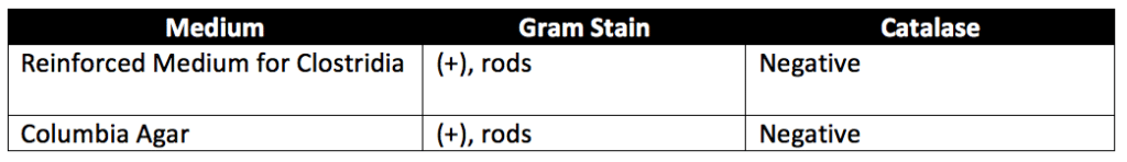 Table of Characteristics of Clostridium on specified media