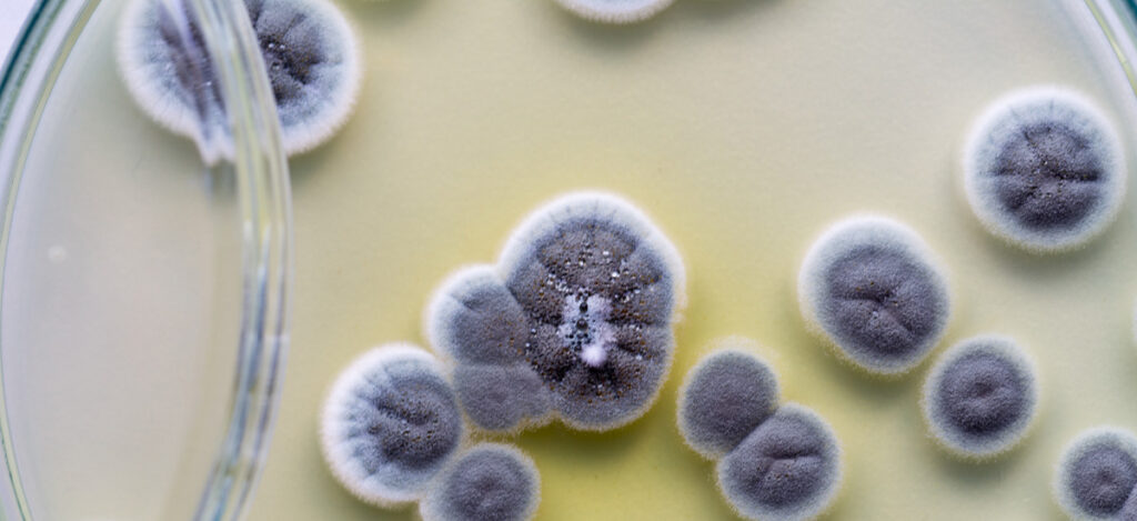 Close picture of a petri plaque with fungi. Differences between bacterial endotoxin testing and environmental monitoring. Usp guidance. Gram-negative bacteria. Endotoxin contamination