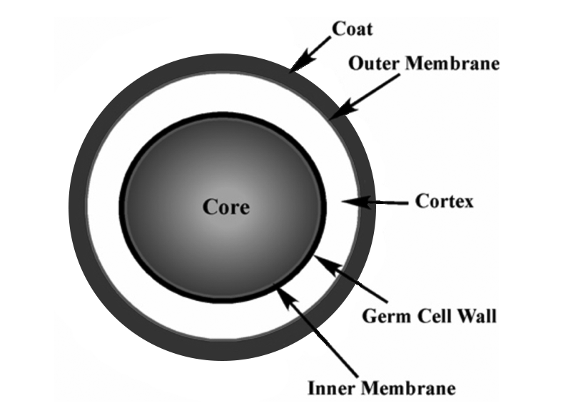 Figure 1 Diagram of an Endospore